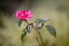 Hektor Rose
