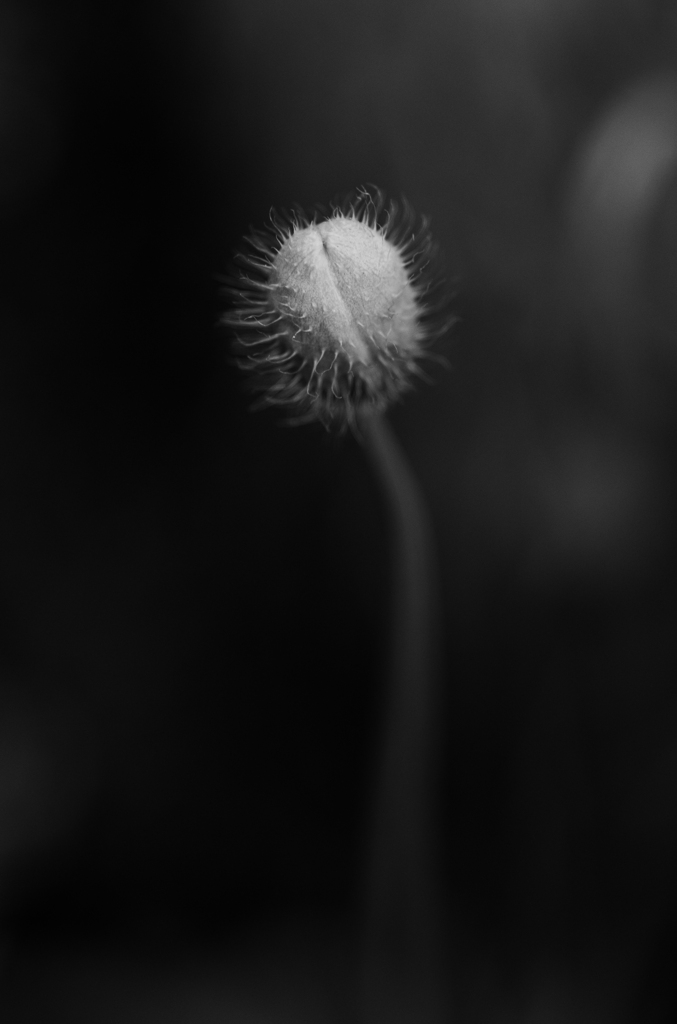 長実雛罌粟狂　Ⅱ