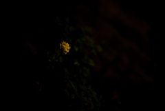 菩薩