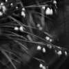Rain-flake