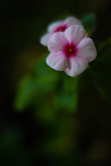 Night Catharanthus roseus