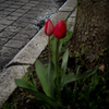 RED SHADOW