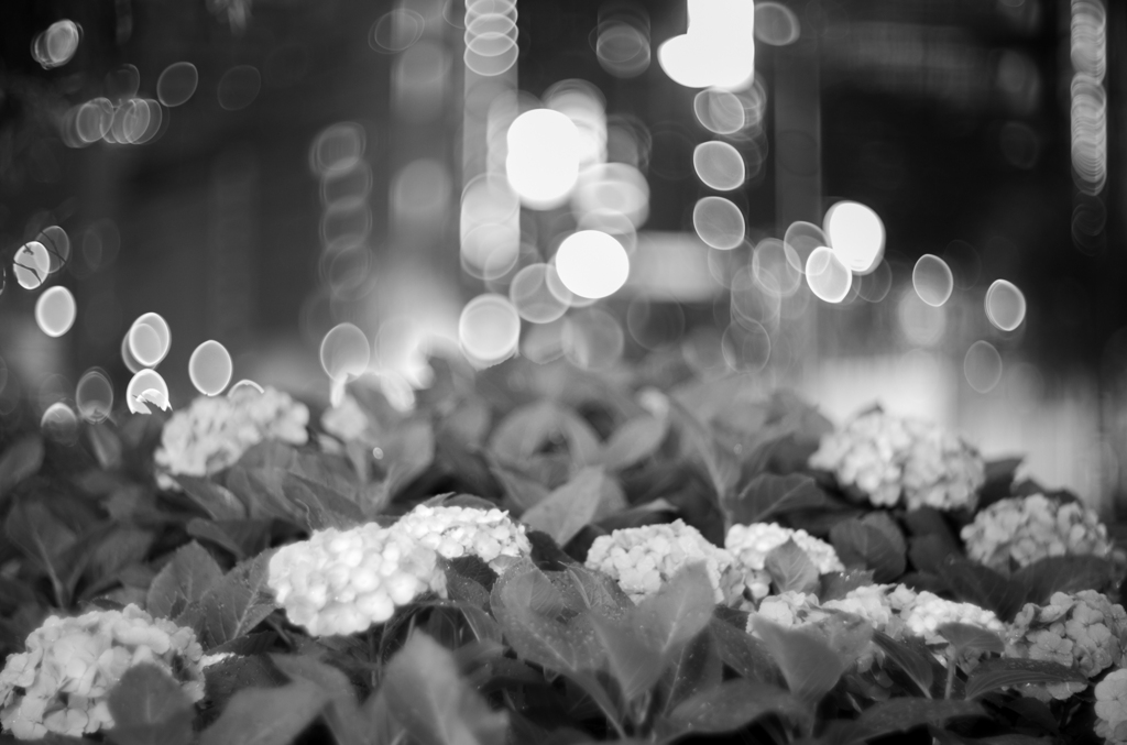 Hydrangea-REX