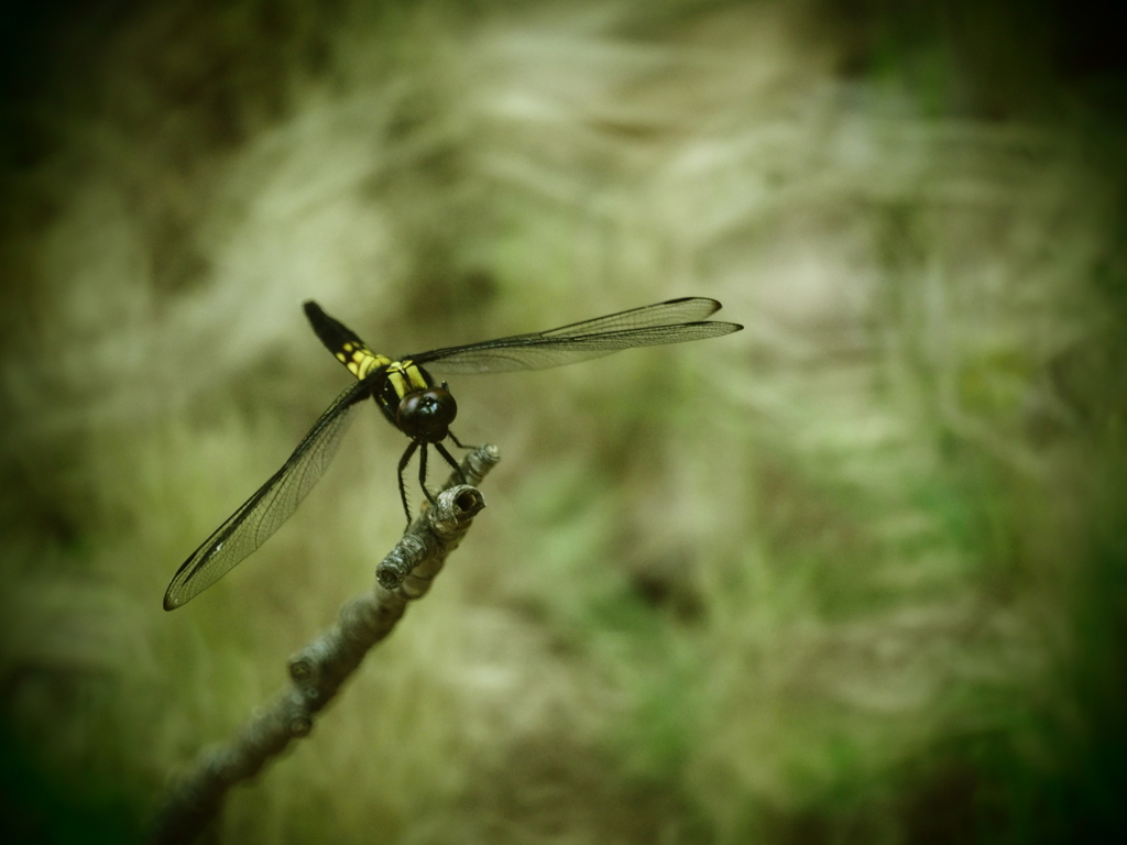 超Dragonfly