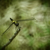 超Dragonfly