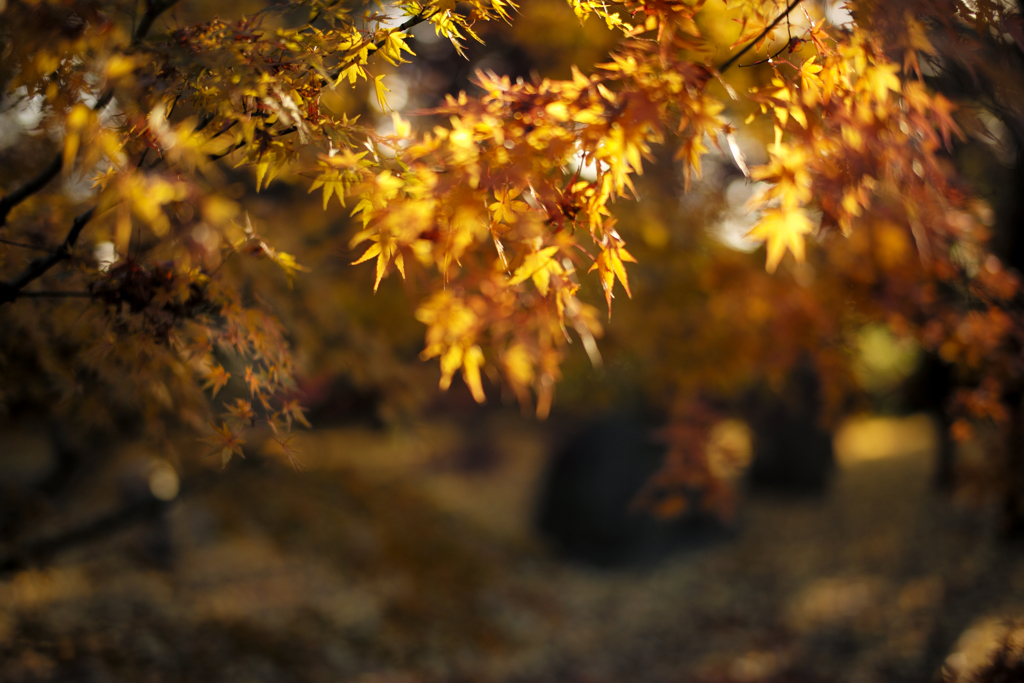 JAPAN-MAPLE RUSH