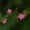 瑞光STAR