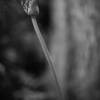 Agapanthus　