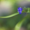 露草イエーイ