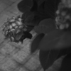 開放のHydrangea