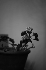 Monochrome K-M-S