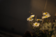 夕陽のMACRO-SWITAR