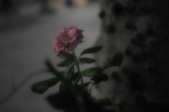 瑞光　参