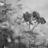 薔薇狂