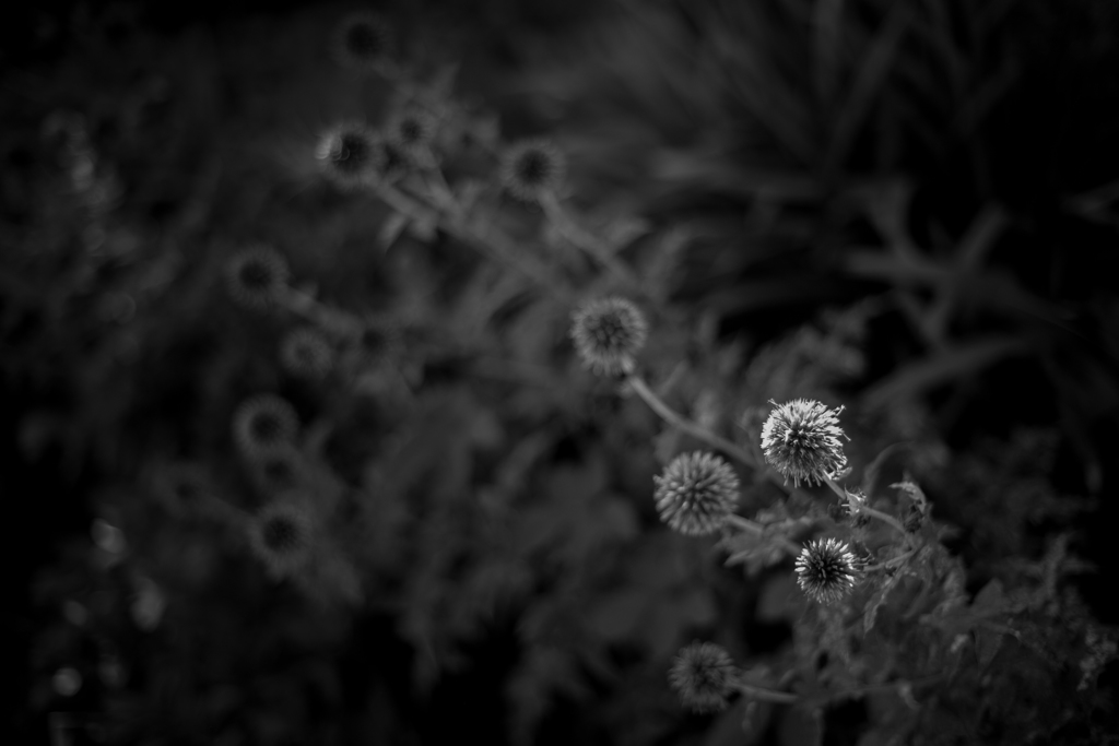 Monochrome K-M-S 〜瑠璃玉薊〜