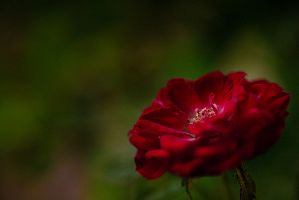 RED SHADOW   
