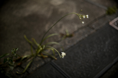 　MACRO-SWITAR Love