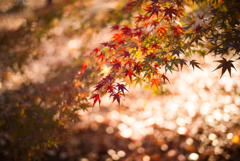 JAPAN-MAPLE RUSH 1４