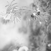 睡ノ華