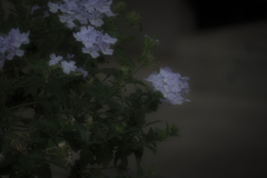 ZUIKO 2/3