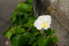 芙蓉、あるいは木槿