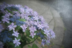 雨中ノ紫陽花