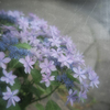 雨中ノ紫陽花
