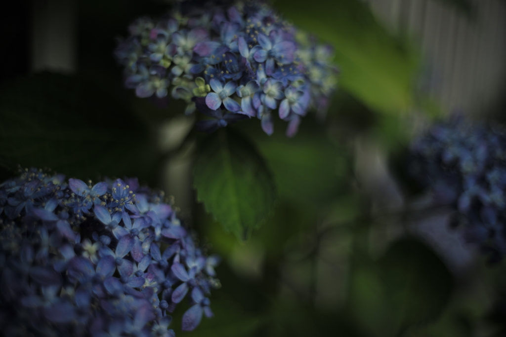 紫陽花狂