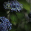 紫陽花狂