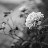 薔薇狂