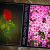 「　花と幻想の写真展　」