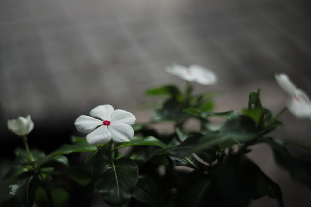 日々morning