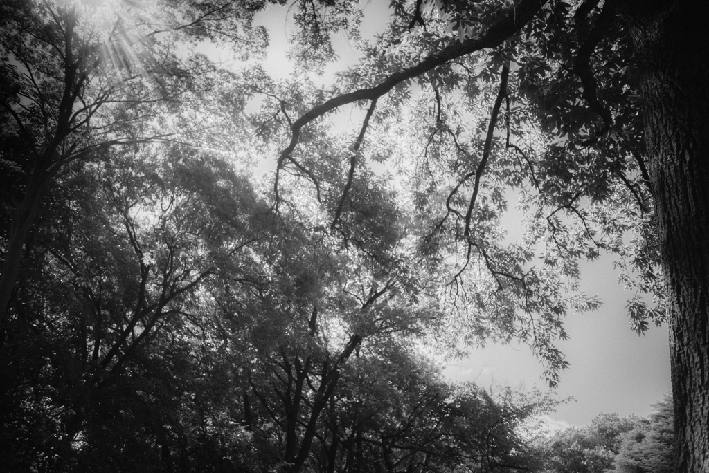 SUMMARON's the WOODS