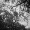 SUMMARON's the WOODS