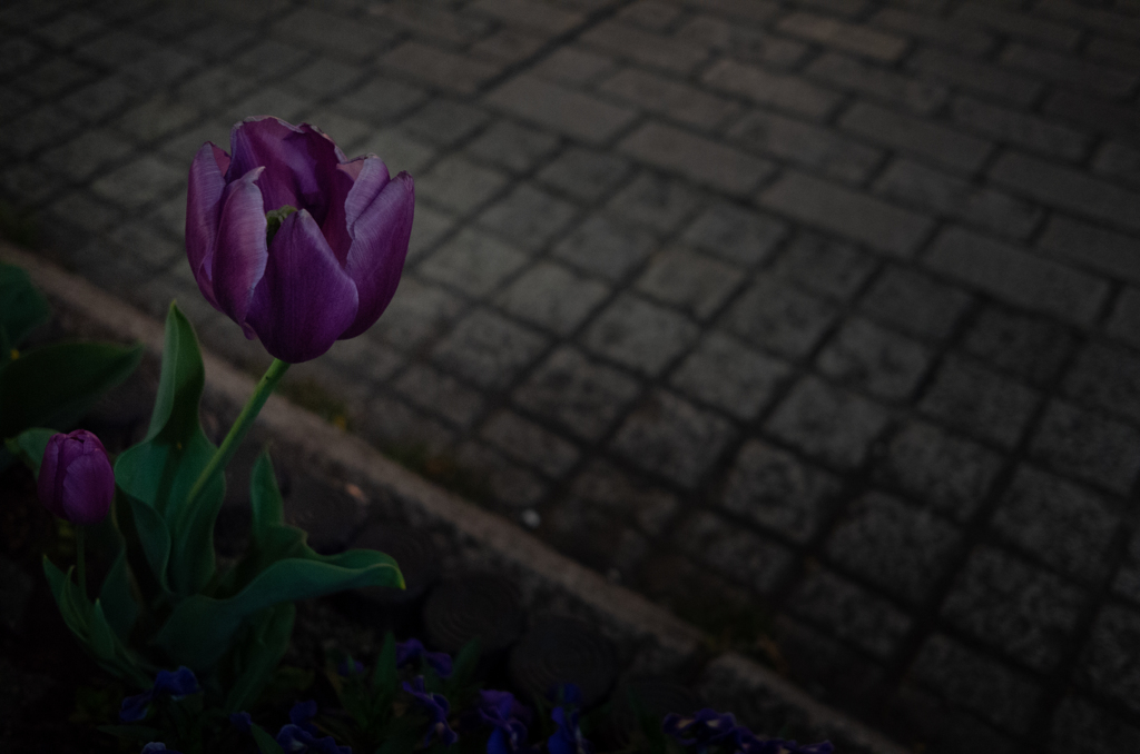 tulip X2