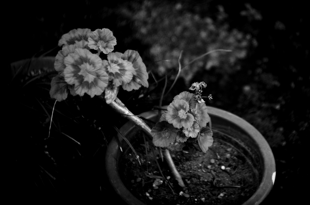 Geranium Star