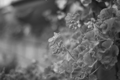 MM 〜Geranium〜