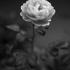 薔薇狂