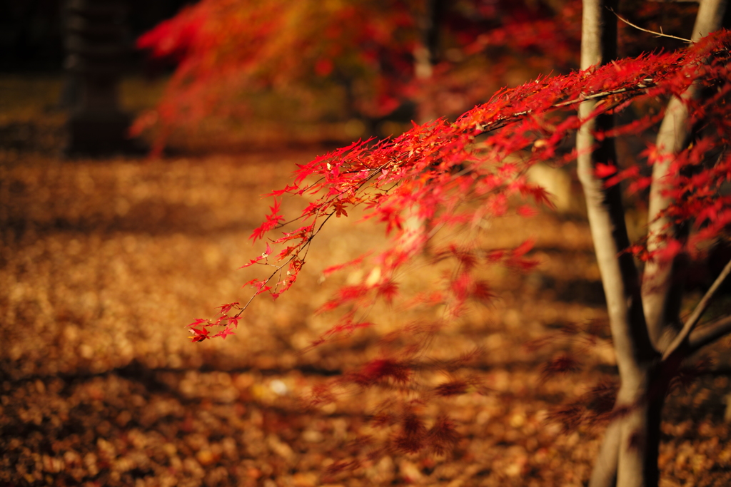 愛のSUMMILUX  其之参