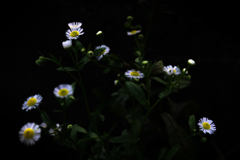 SOUL (Erigeron annuus）