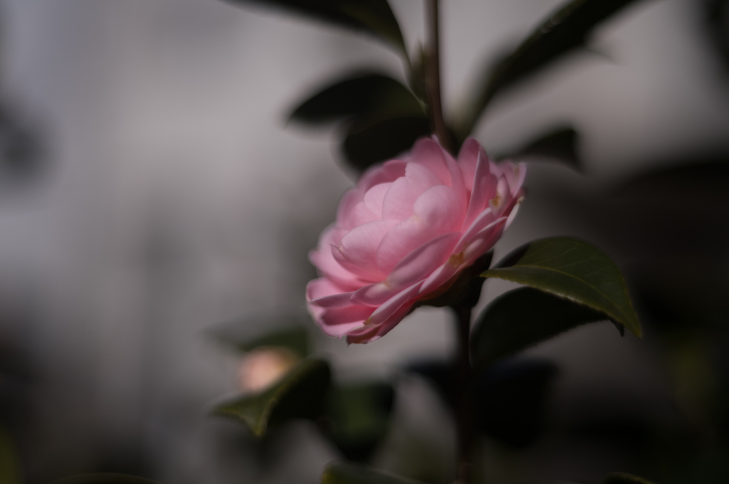 Eternal Light