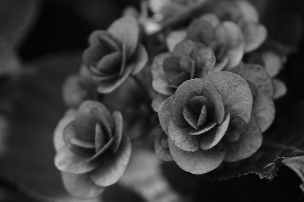 額紫陽花
