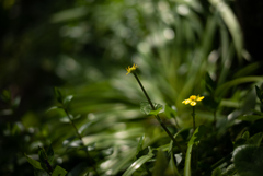 愛のSUMMILUX