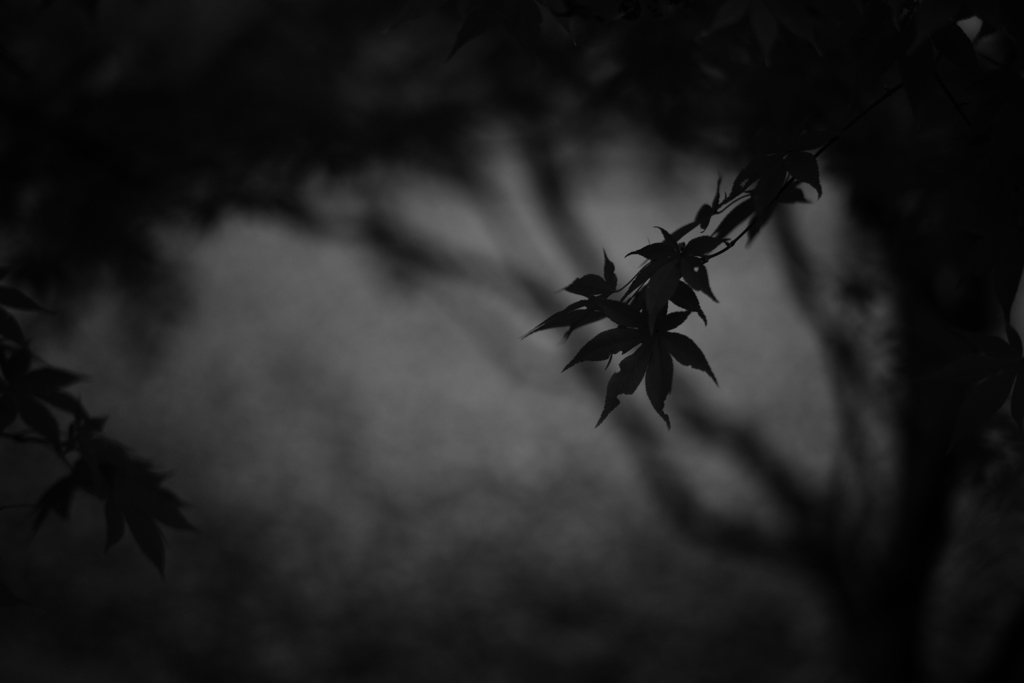 JAPAN-MAPLE RUSH ８