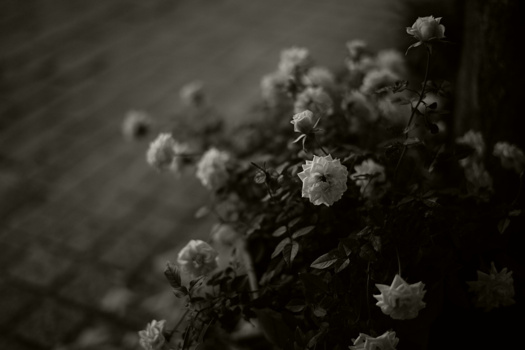 SUMMILUX-ROSES