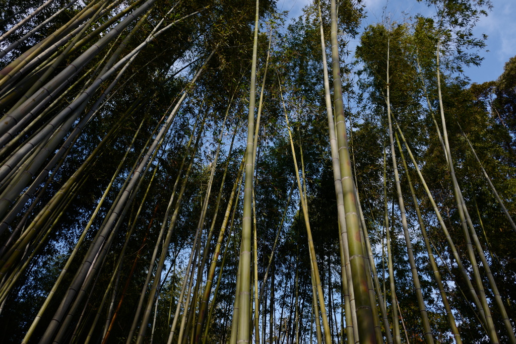 嵐山・竹林
