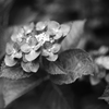 紫陽花狂　