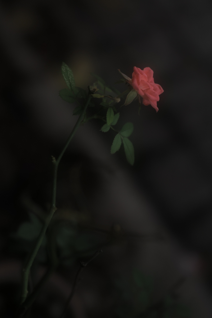 ZUIKO ROSE