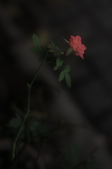 ZUIKO ROSE