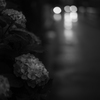 雨中の大手毬